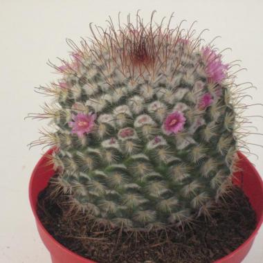 Mammillaria bombycina